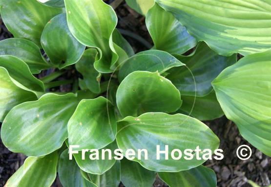 Hosta Lily Pad